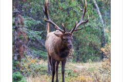 Wapiti Elk