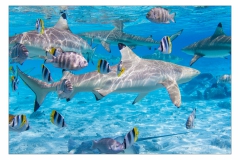Unter-Wasser-IMG_3256